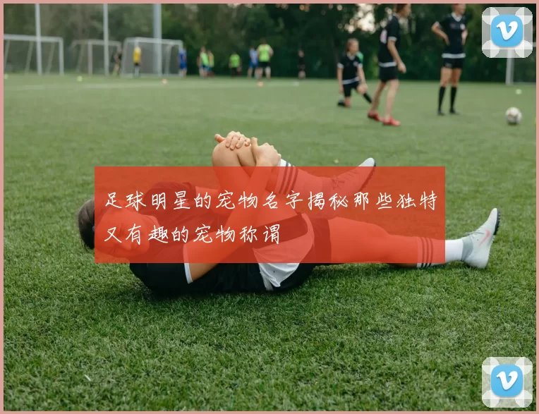 足球明星的宠物名字揭秘那些独特又有趣的宠物称谓