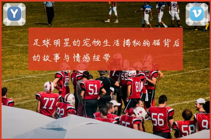 足球明星的宠物生活揭秘狗猫背后的故事与情感纽带